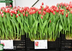 Tulipa Leen van der Mark (1)